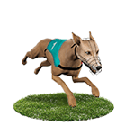 必出金娛樂城白金賽狗 必出金娛樂城白金賽狗